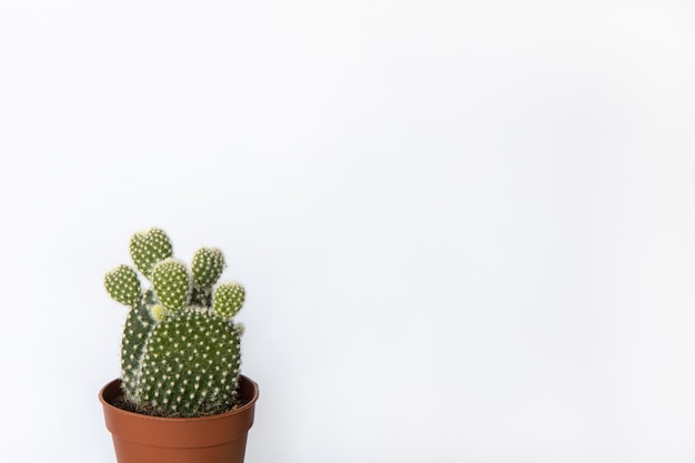 Small prickly pear cactus in brown pot in white background, copy space. Front view.