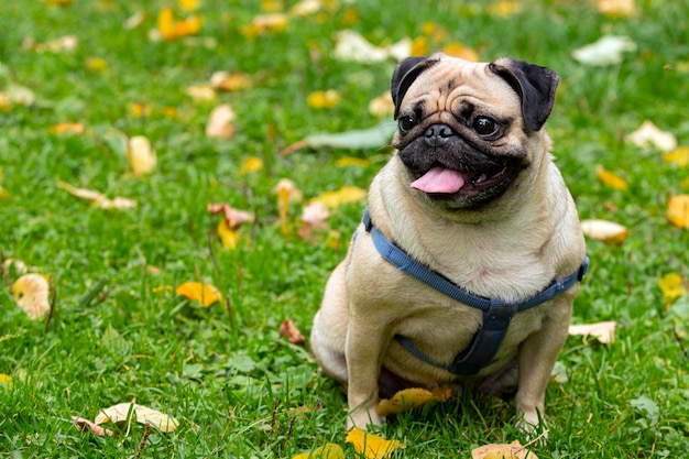 写真 秋の公園の落ち葉の中の草の上の小さなパグ犬