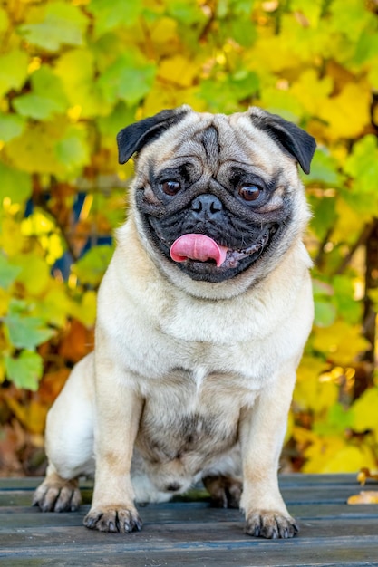 A small pug dog sits in an autumn park