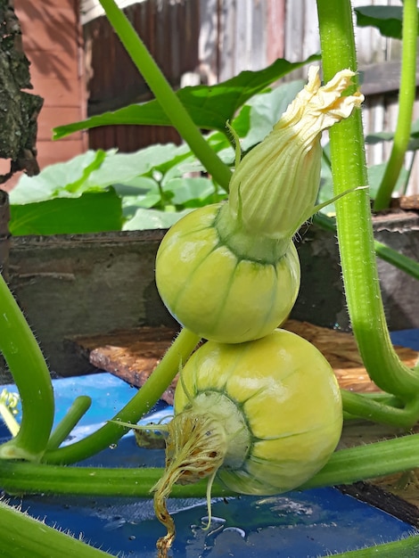 Small pumpkin grows in the garden under the leaves.