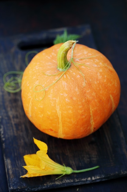 Small pumpkin on a wooden table. Still