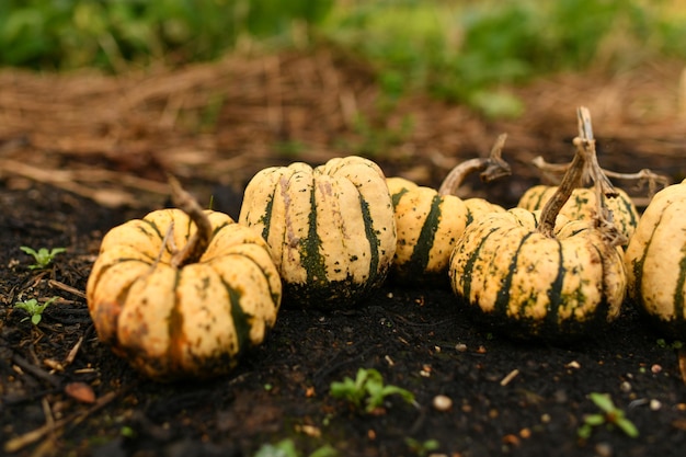 Piccole zucche in un giardino autunno stagione autunno