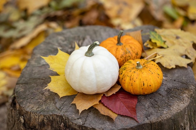 Small pumpkins on a stump in the autumn forest