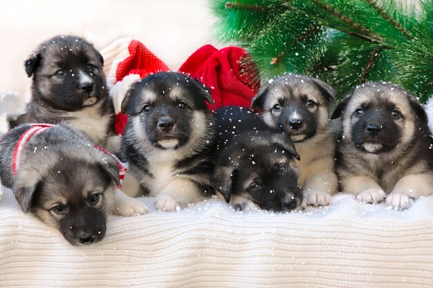 Small puppies on a New Years background