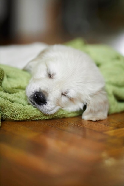 a small puppy breed golden retriever sleeps on a green blanket closeup selective focus