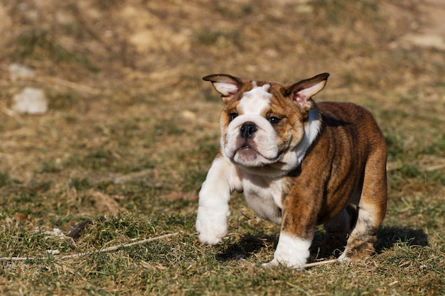 走っているイングリッシュブルドッグの小さな子犬