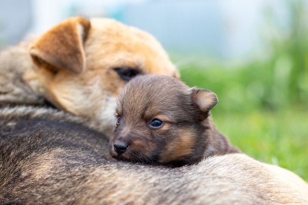 A small puppy next to his mother dog, the dog takes care of his baby