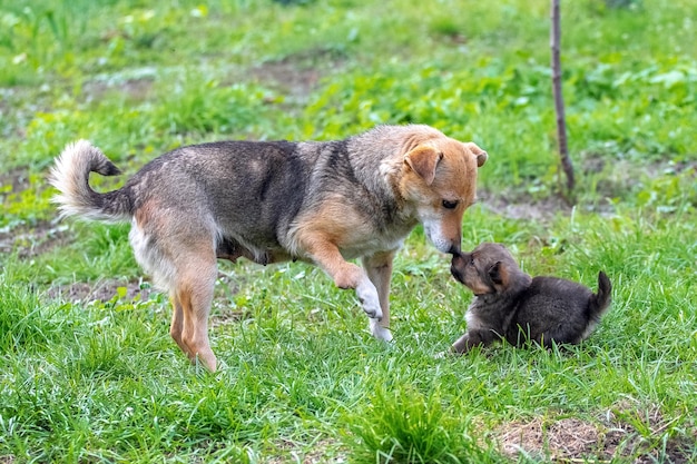小さな子犬が芝生の庭で母親の隣で遊んでいます