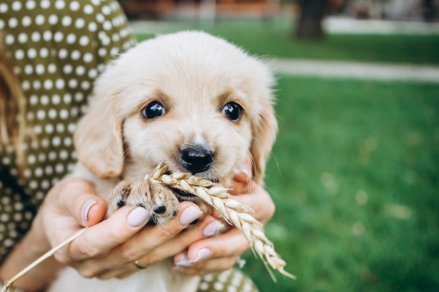 A small puppy lies in the hands of the owner and gnaws a stalk of wheat