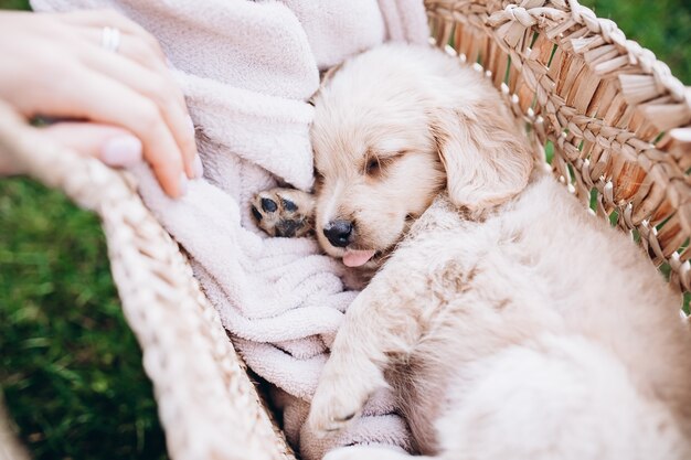 A small puppy lies in a straw basket closeup