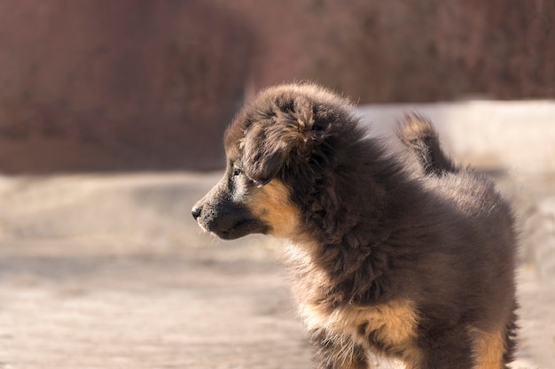 外に立って目をそらす小さな子犬