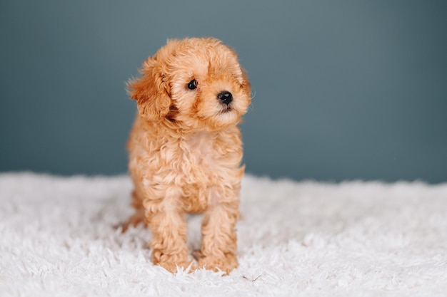 小さな子犬トイプードル桃色青い背景の上の巻き毛の小さな犬