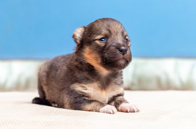 A small puppy with an attentive look sits in the room