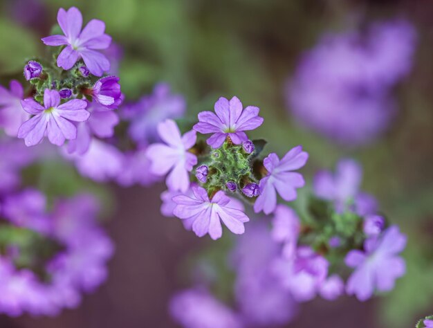 Small purple erinus alpinus flowers near stone wall floral background