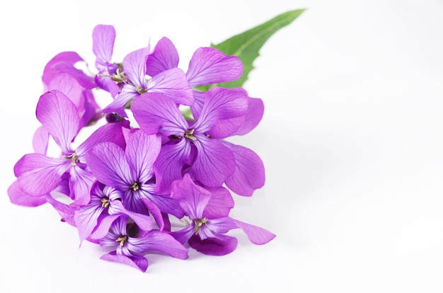 Small purple flower spring violet phlox flower against white background