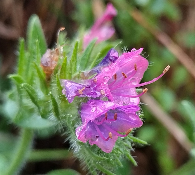 Photo small purple flower