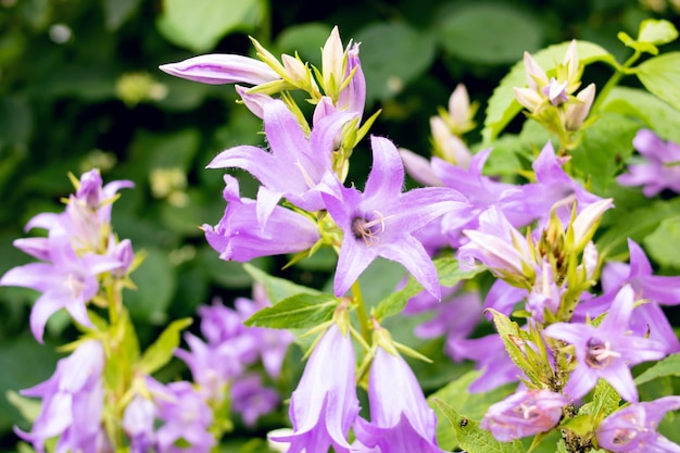 Small purple flowers bells among green leaves