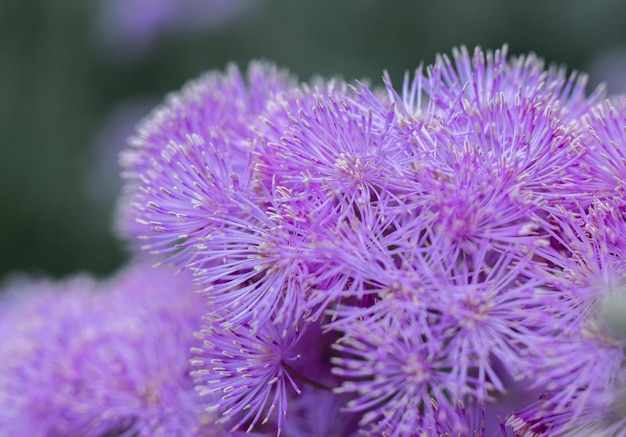 small purple flowers closeup