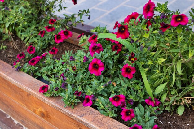 Small purple flowers among green leaves on wooden flowerbed