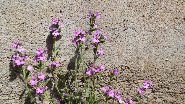 Small purple flowers grow near the wall of the house concrete background