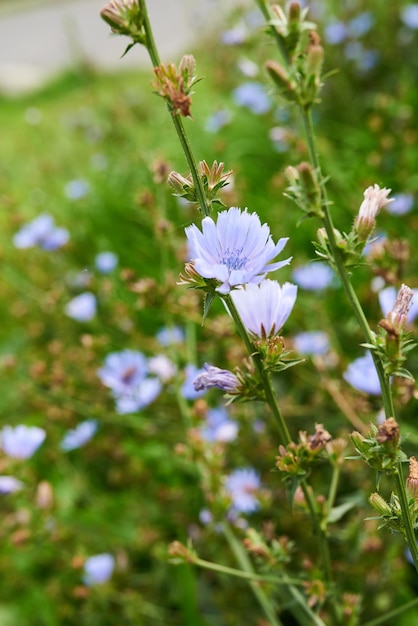 Small purple flowers growing on a rainy day