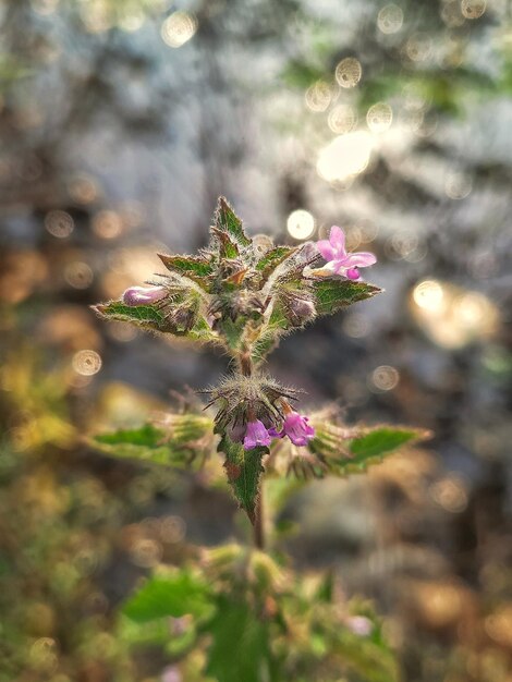 写真 朝 ⁇ 水の背景の近くにある植物の小さな紫色の花