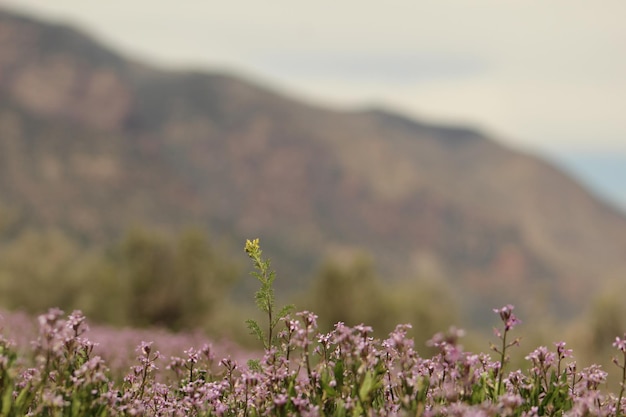 写真 背景の山と小さな紫色の花