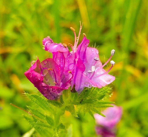 Small purple flowers