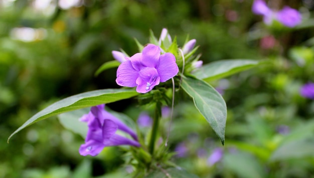 小さな紫色の花