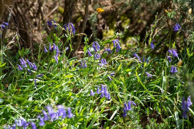 Small purple forest flowers in spring