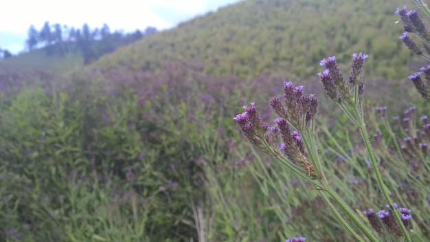 인도네시아 세메루 산 들판에서 자라는 작은 보라색 야생화