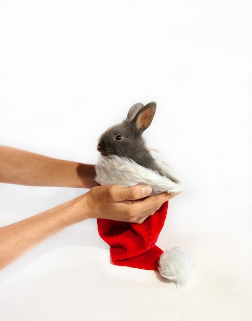 Un piccolo coniglio con un cappello rosso di babbo natale è tenuto da mani femminili, su uno sfondo bianco.