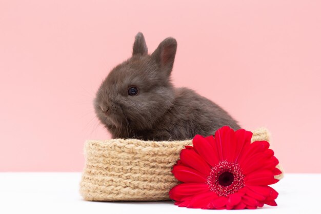 Small rabbit with flower isolated on white and pink background