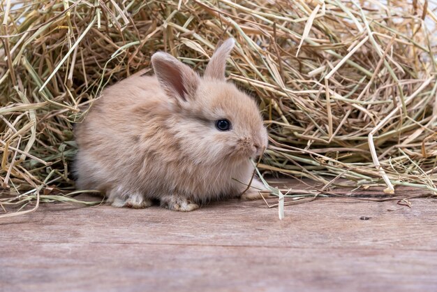 生まれたばかりの小さなウサギは耳を傾けています