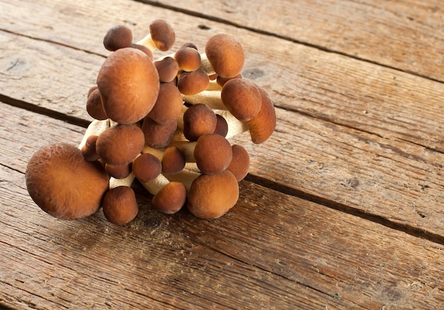 Small raw italian mushrooms chiodini