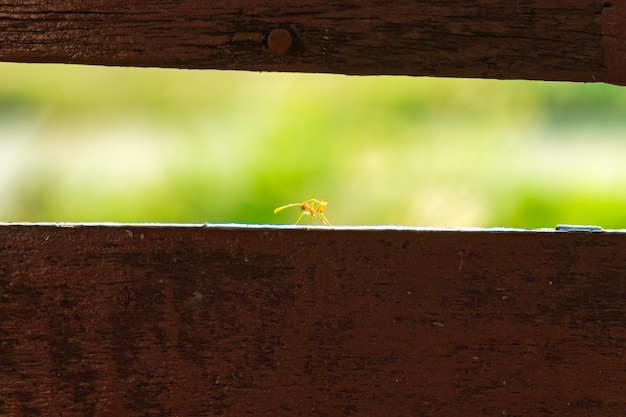 Photo small red ant foraging and looking at camera on wood