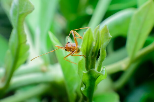 Small red ant on tree