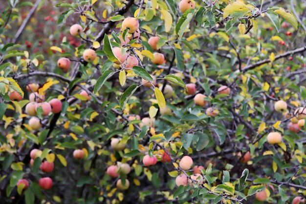 small red apples on the branch of the tree