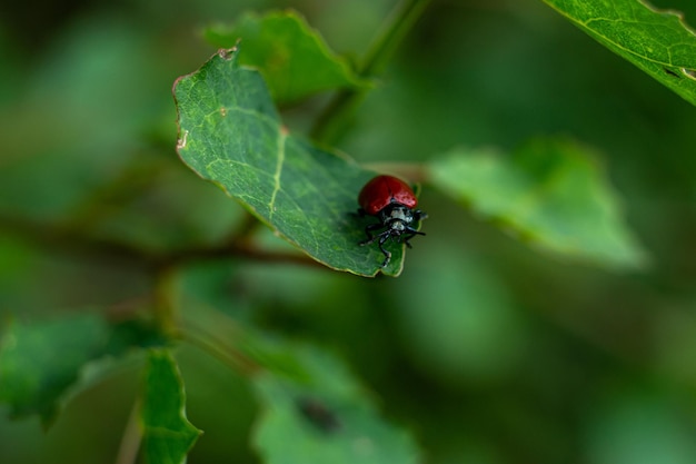 Piccolo scarabeo rosso su una foglia verde