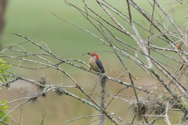 Photo small red bellied woodpecker melanerpes carolinus bird on a tree in sarasota florida
