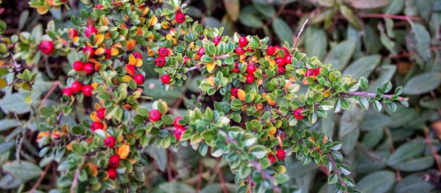 Small red berries on a bush outside in autumn winter plant blooms at christmas evergreen branches