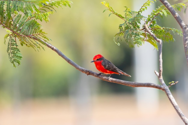 小さな赤い鳥ピロセファルス・ルビヌス (Pyrocephalus rubinus) が座っています