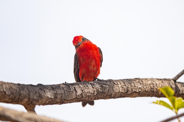 Small red bird known as quotprincequot Pyrocephalus rubinus perched