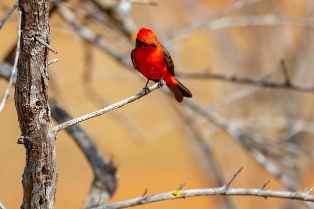 「プリンス」として知られる赤い小さな鳥「ピロセファルス・ルビヌス」が止まっている