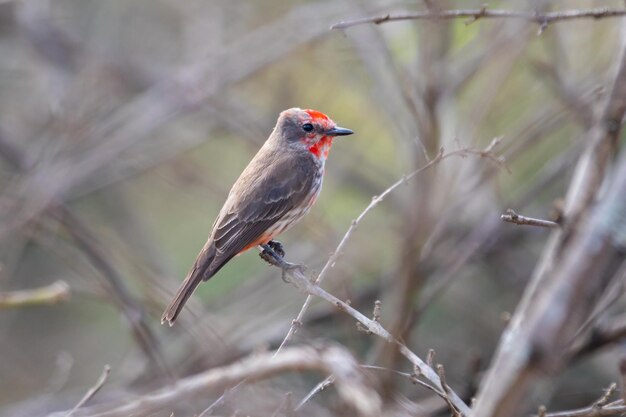 Small red bird known as quotprincequot Pyrocephalus rubinus perched