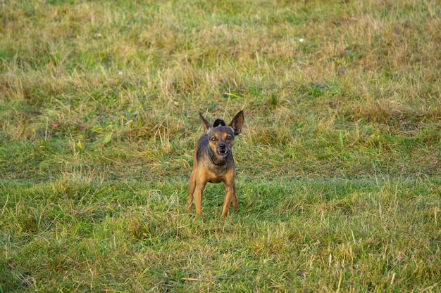 Foto un piccolo cane rosso sullo sfondo dell'erba