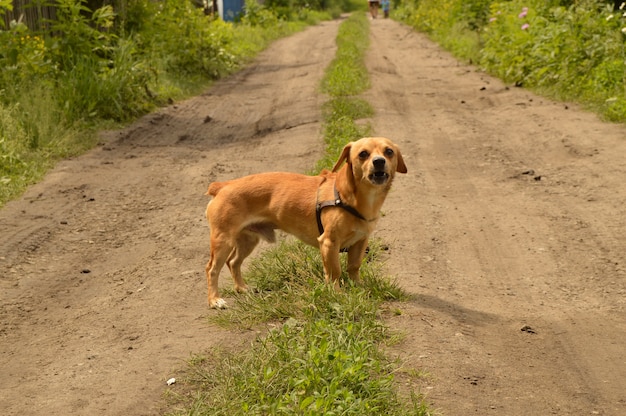 小さな赤い犬が道の上に立ち、攻撃的に見えます。