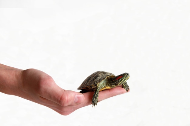 Small red-eared turtle in hand, isolate