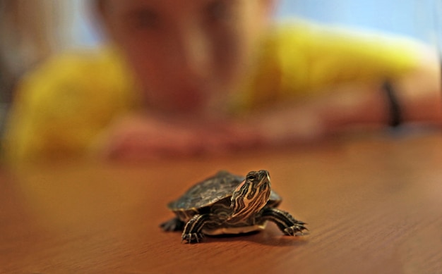 A small red eared turtle is lying on the table