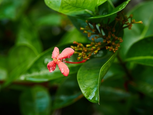 Small red flower on the bushes with raindrops.